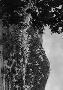 Historical images from San Costantino Albanese area and Basilicata